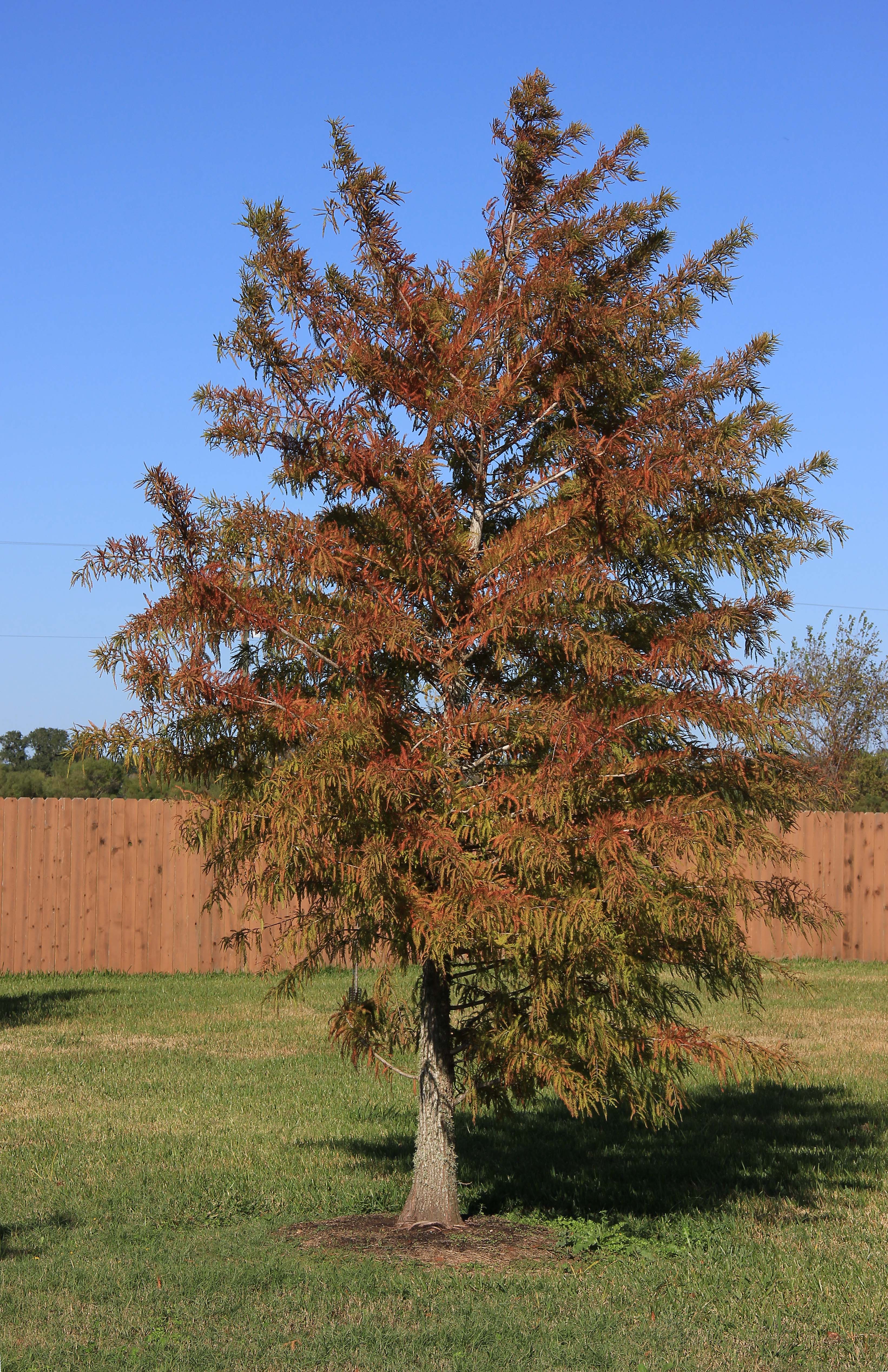 Bald Cypress, autumn color
