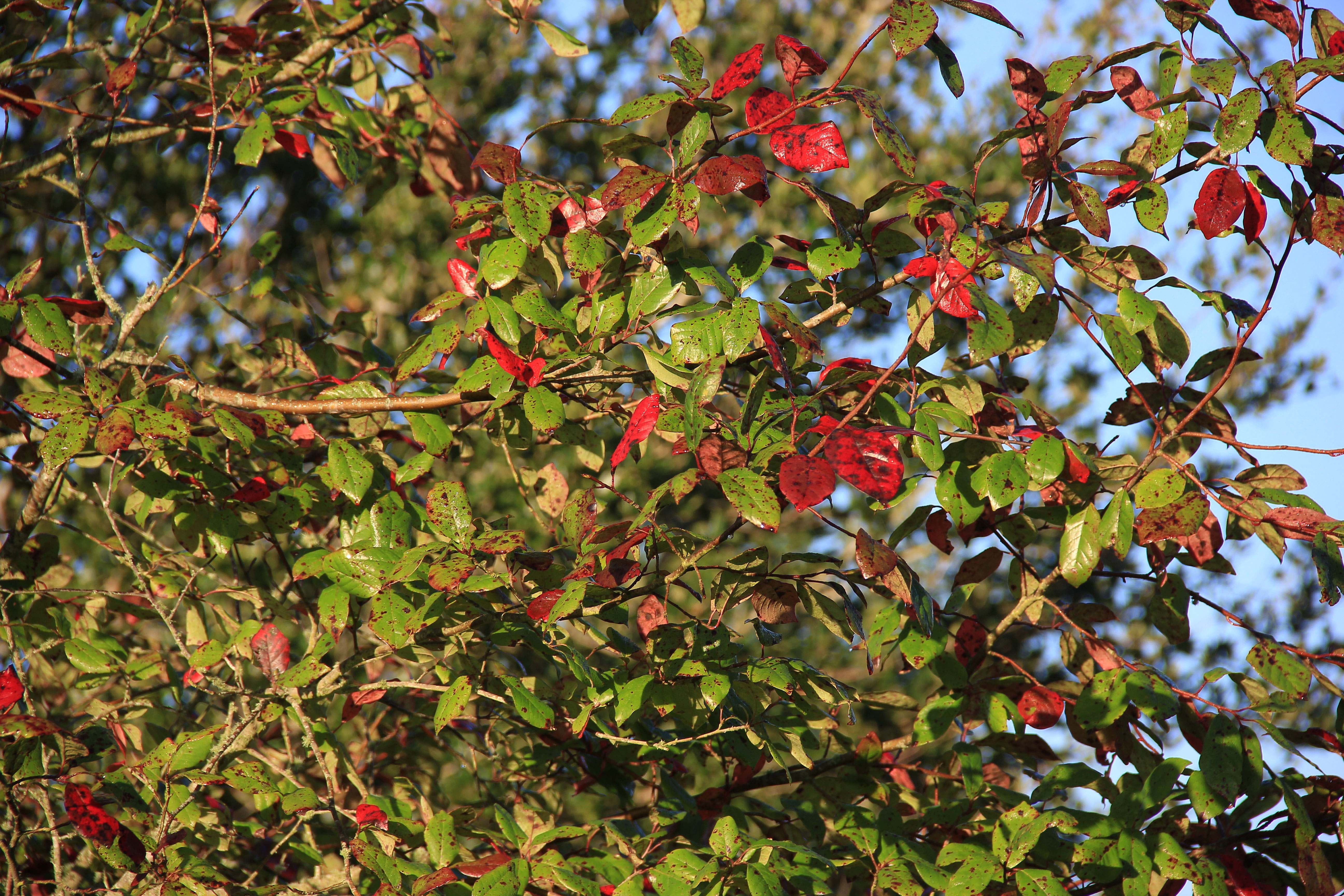 Blackgum, red leaves