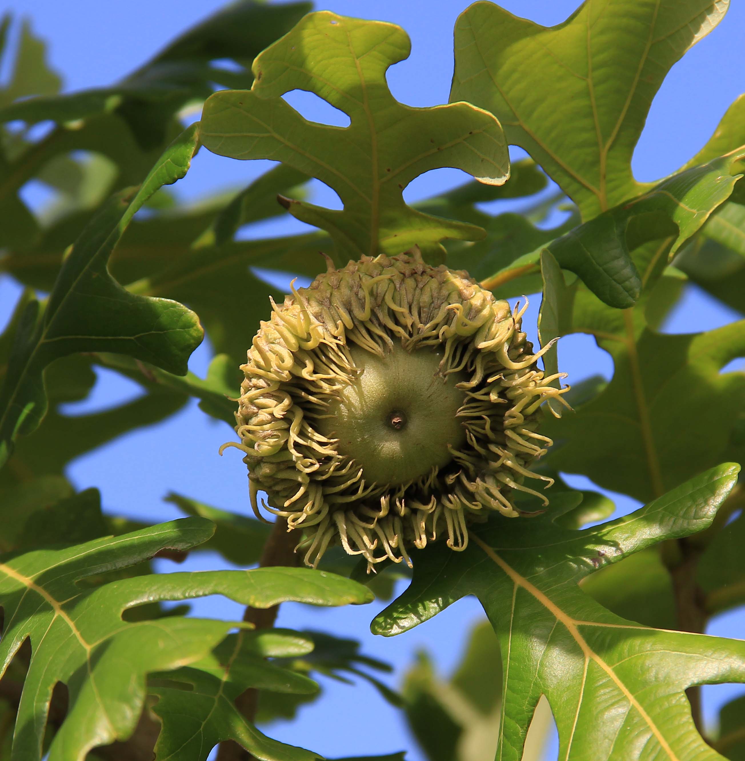 Burr Oak, acorn