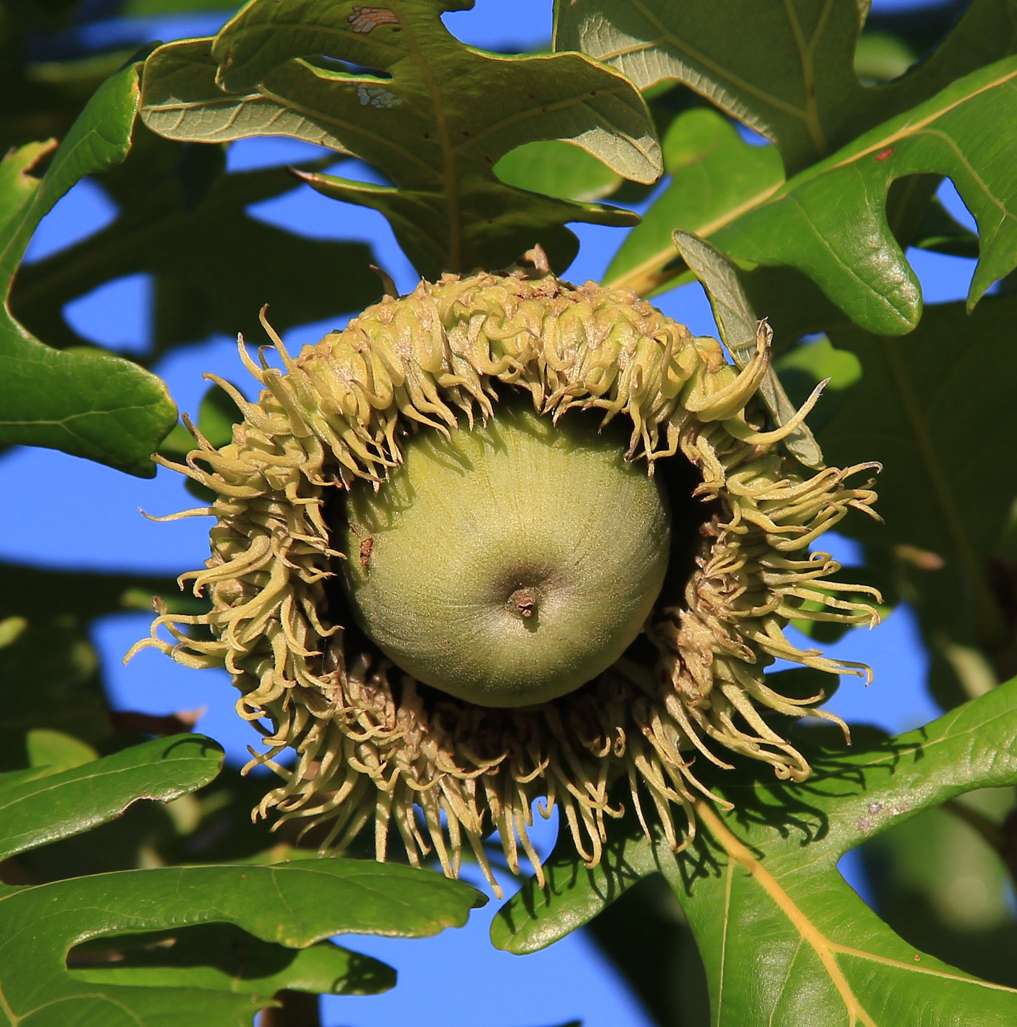 Burr Oak, acorn