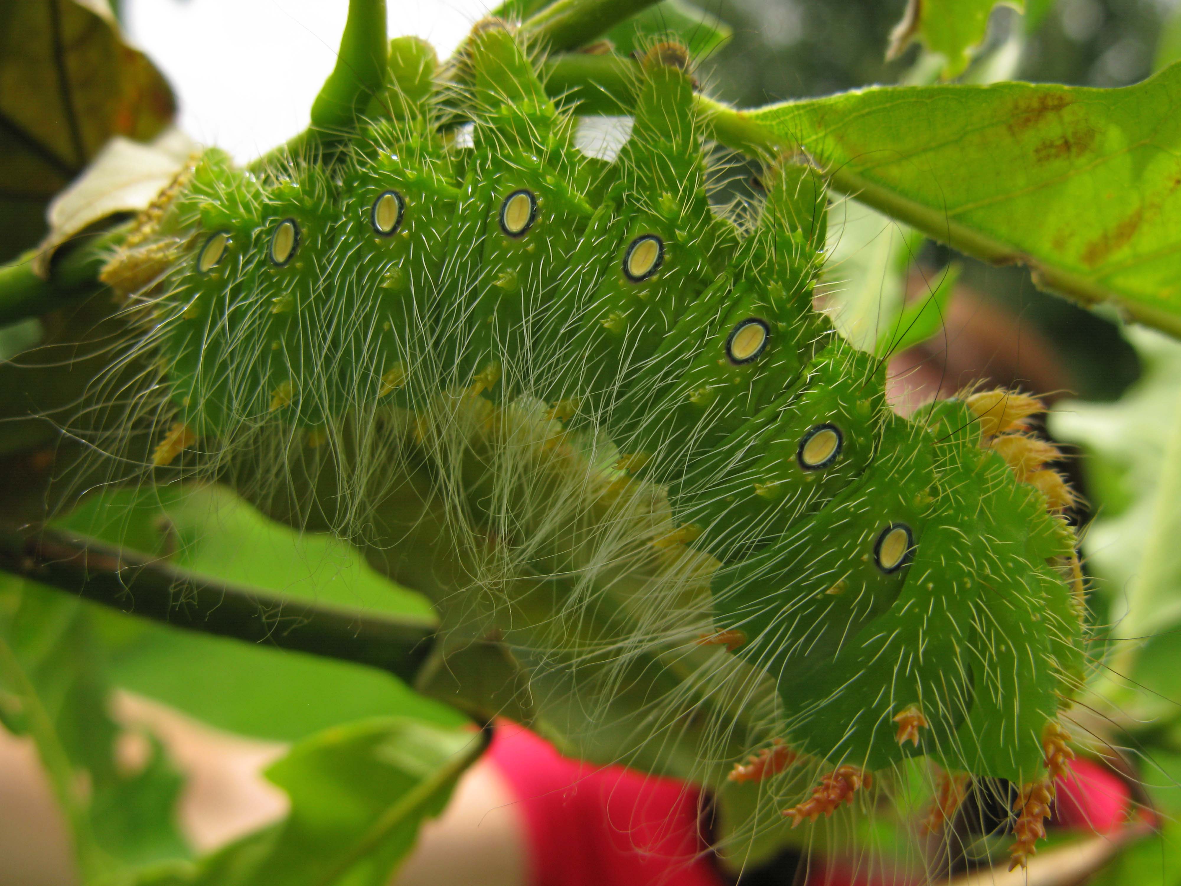 Burr Oak, imperial moth caterpillar