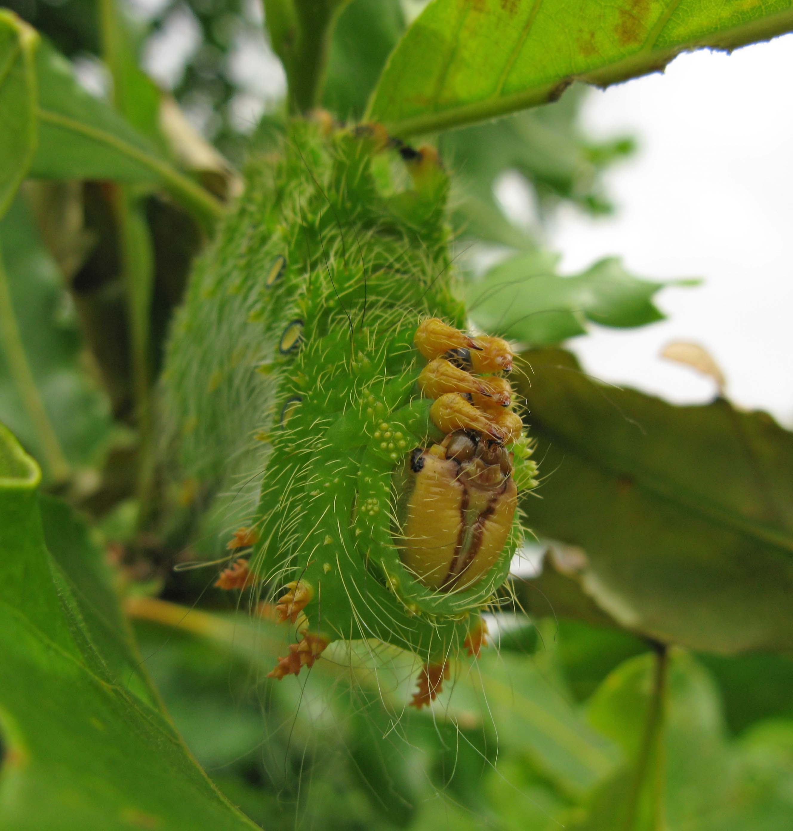 Burr Oak, imperial moth caterpillar