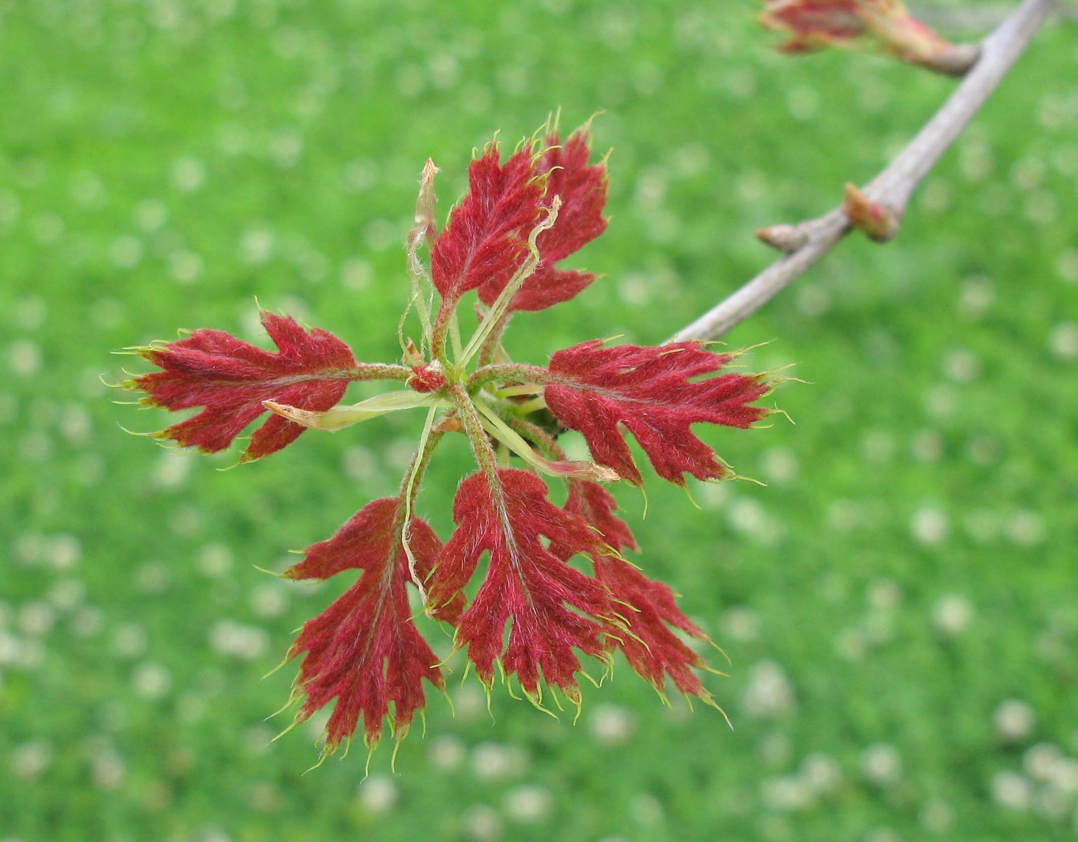Shumard Oak, red leaves