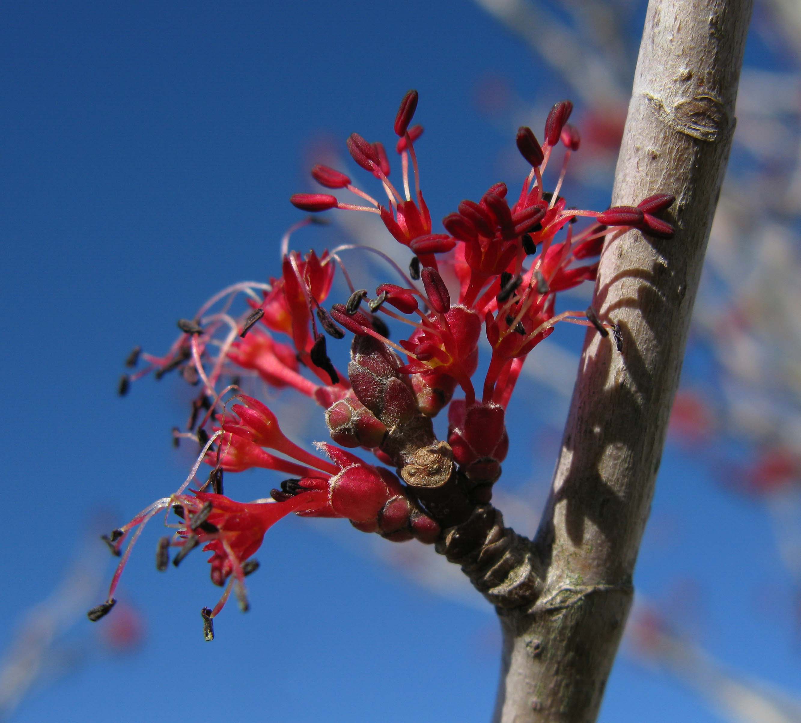 Red Maple, flowers