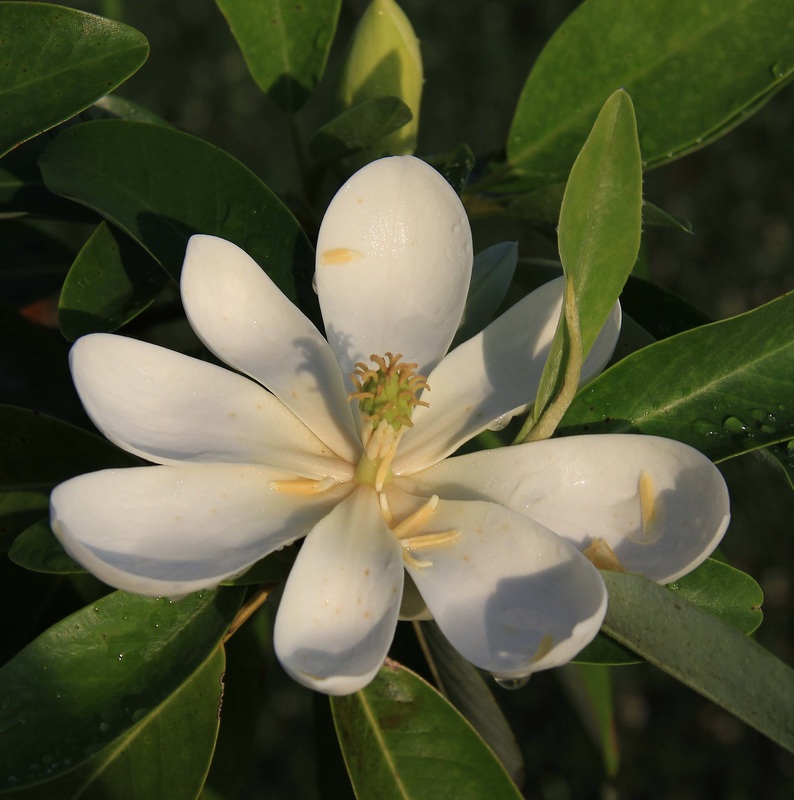Sweetbay Magnolia, flower