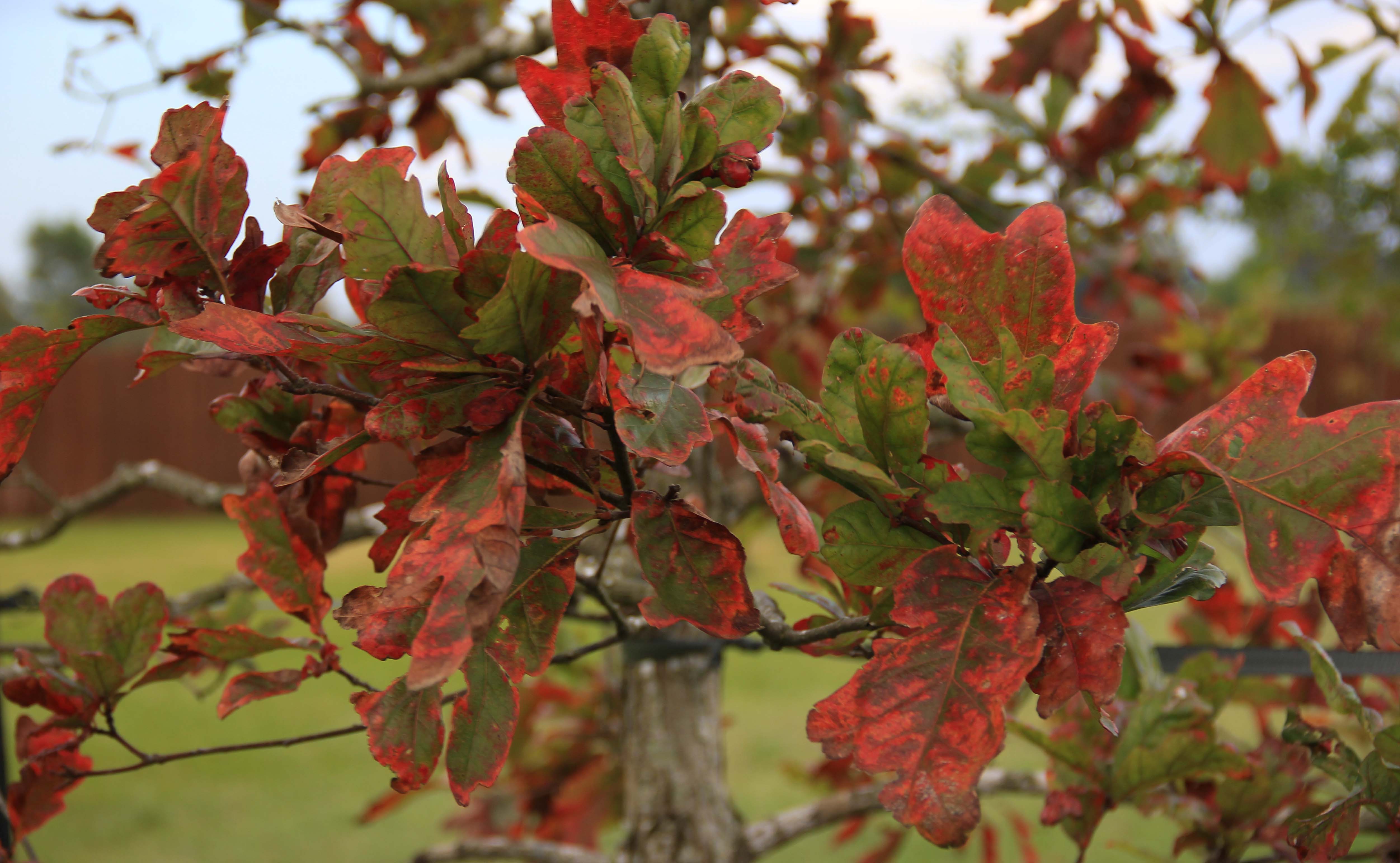 White Oak, red leaves