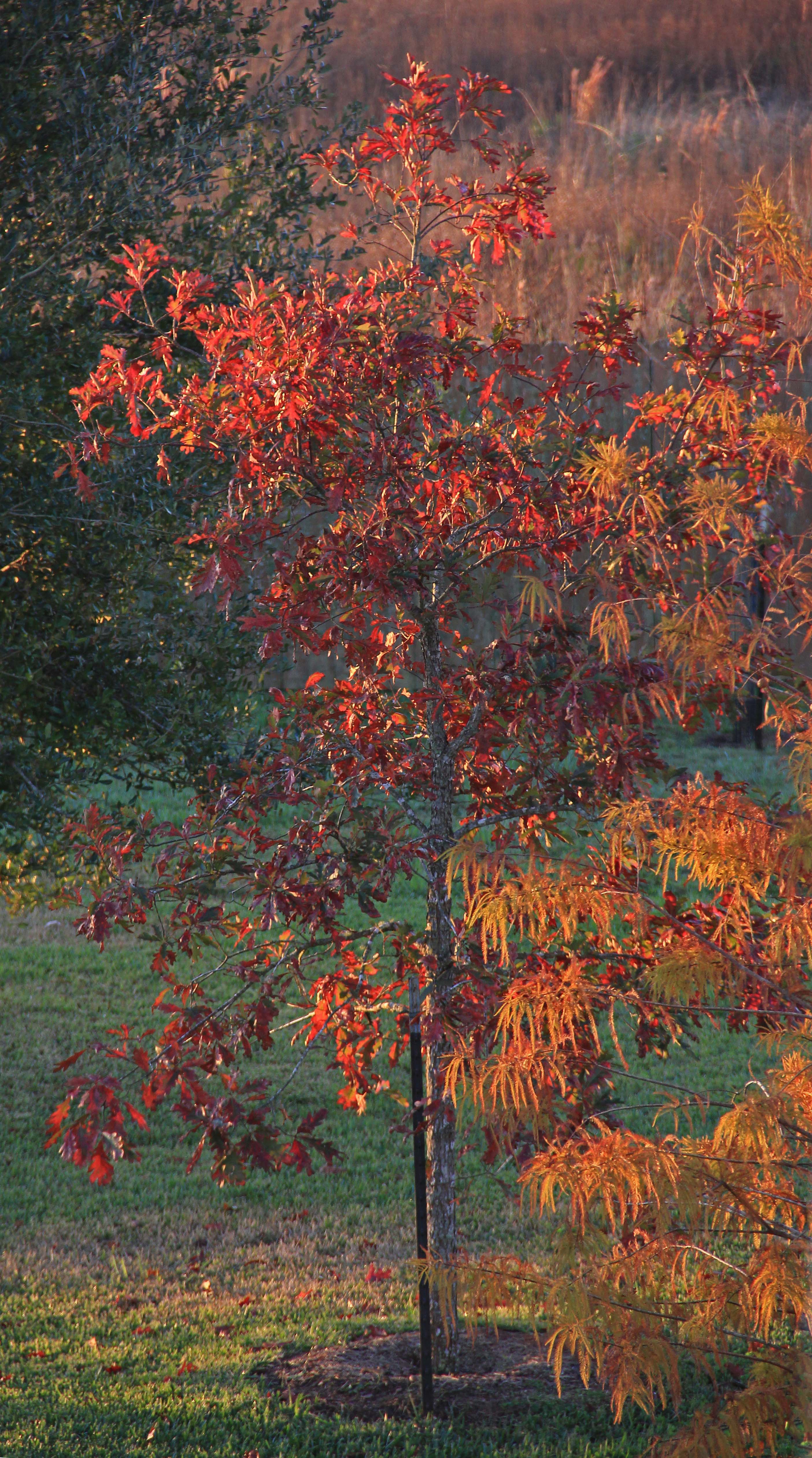 White Oak, red leaves