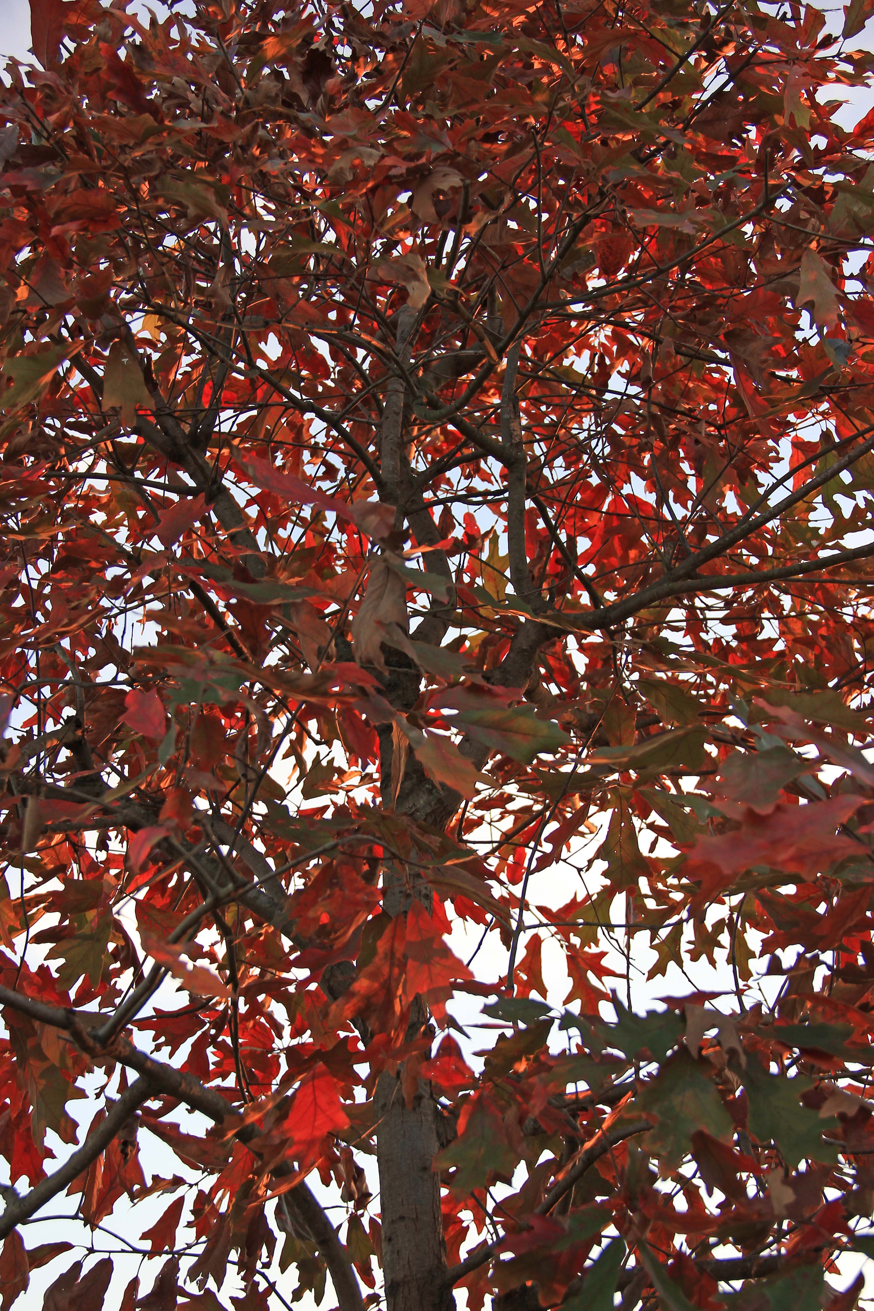 Southern Red Oak, red leaves
