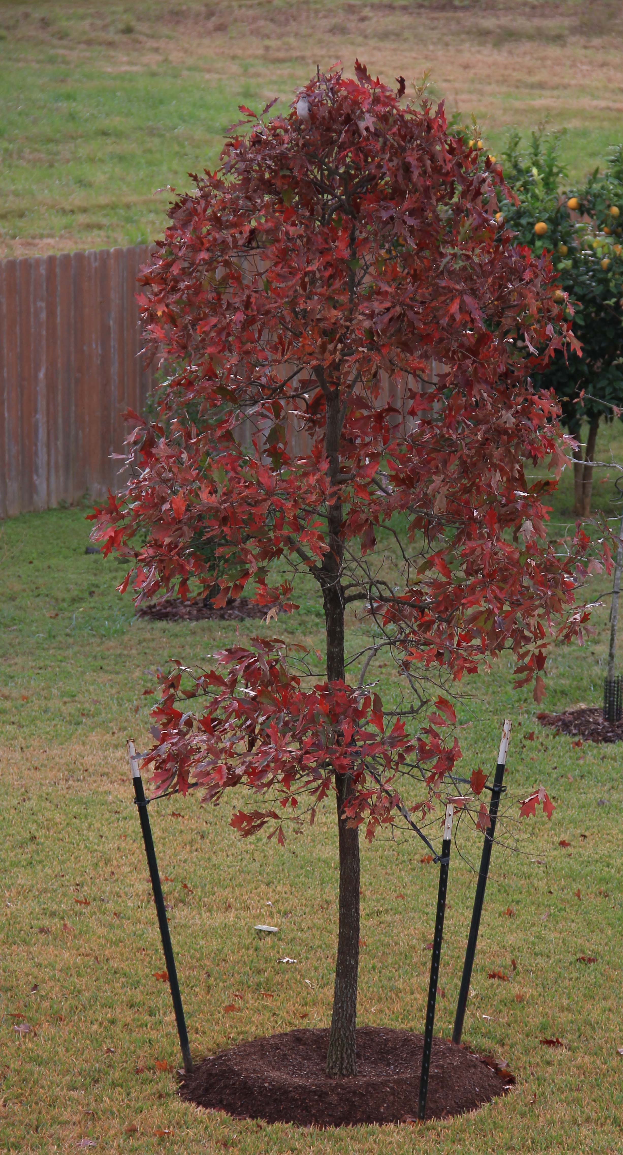 Southern Red Oak, red leaves