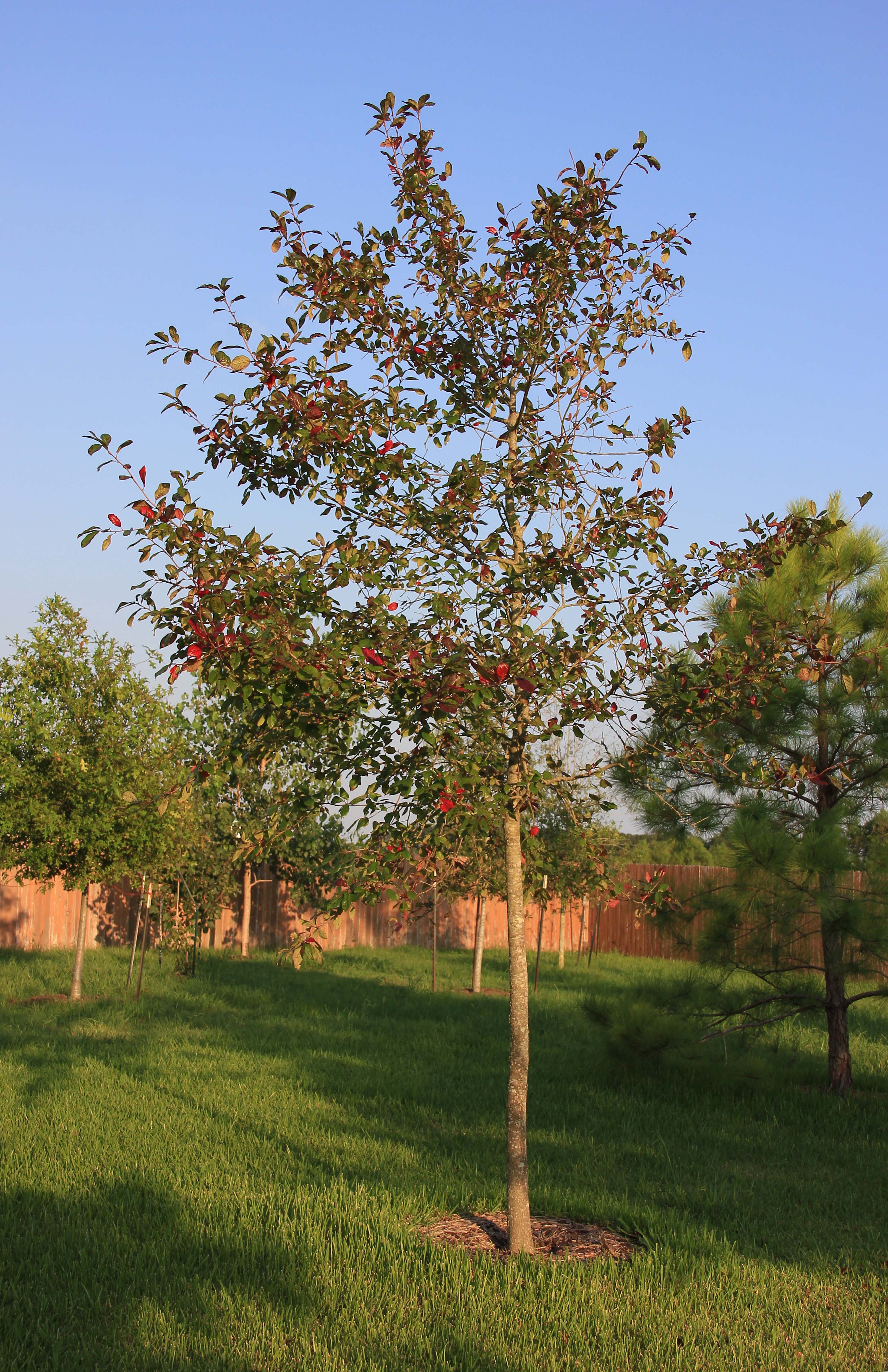 Blackgum, red leaves
