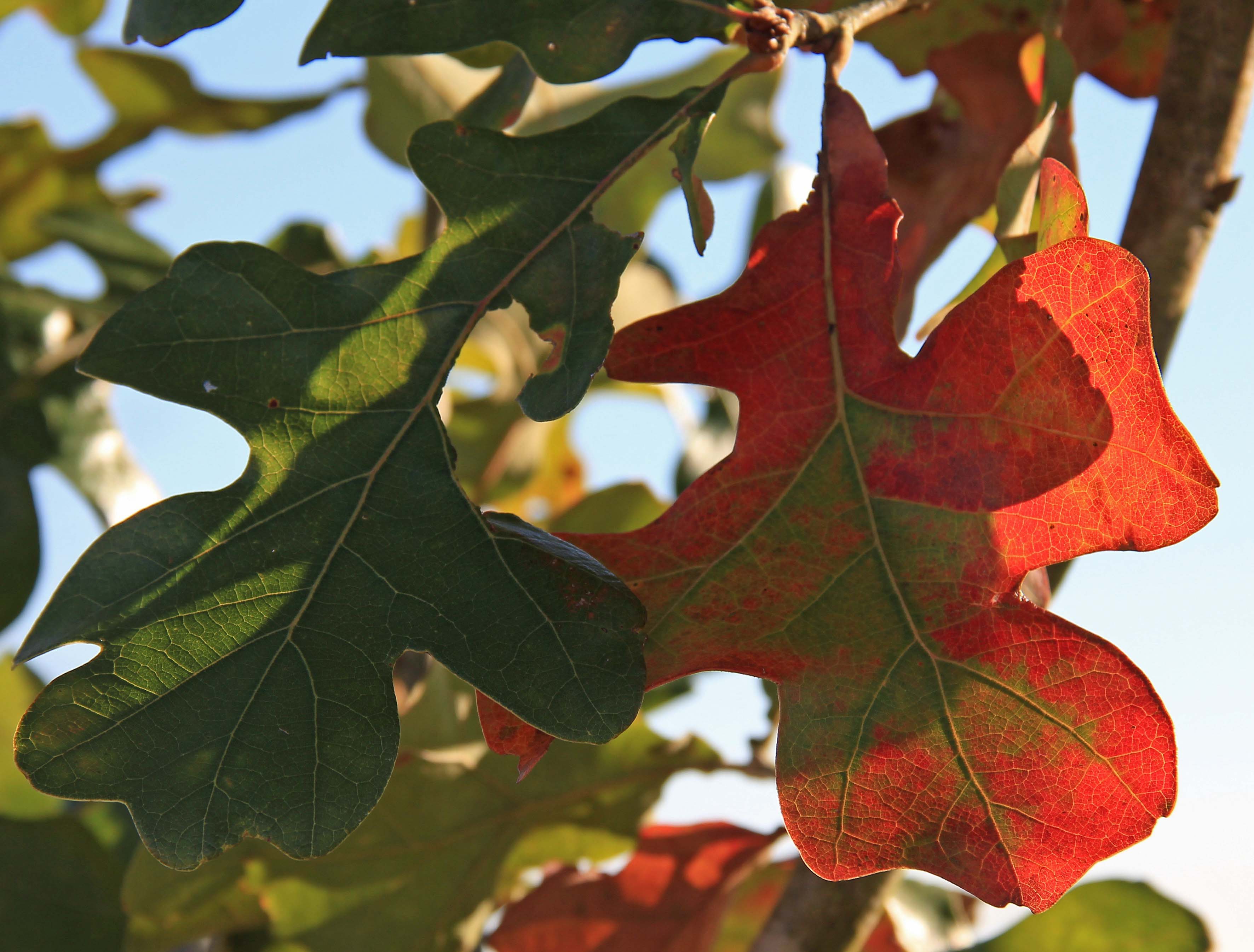 Post Oak, red leaves