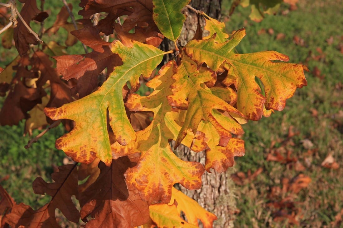 Burr Oak, yellow leaves