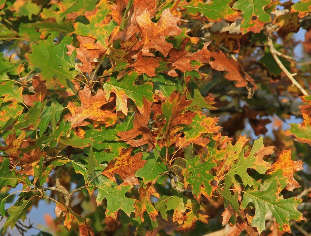 Shumard Oak, yellow leaves