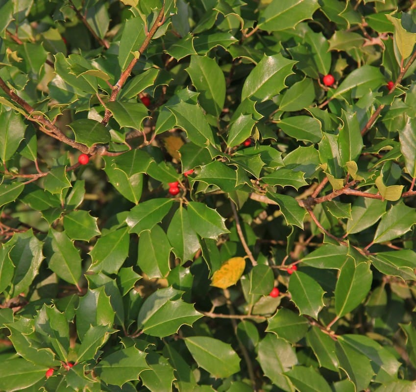 American Holly berries