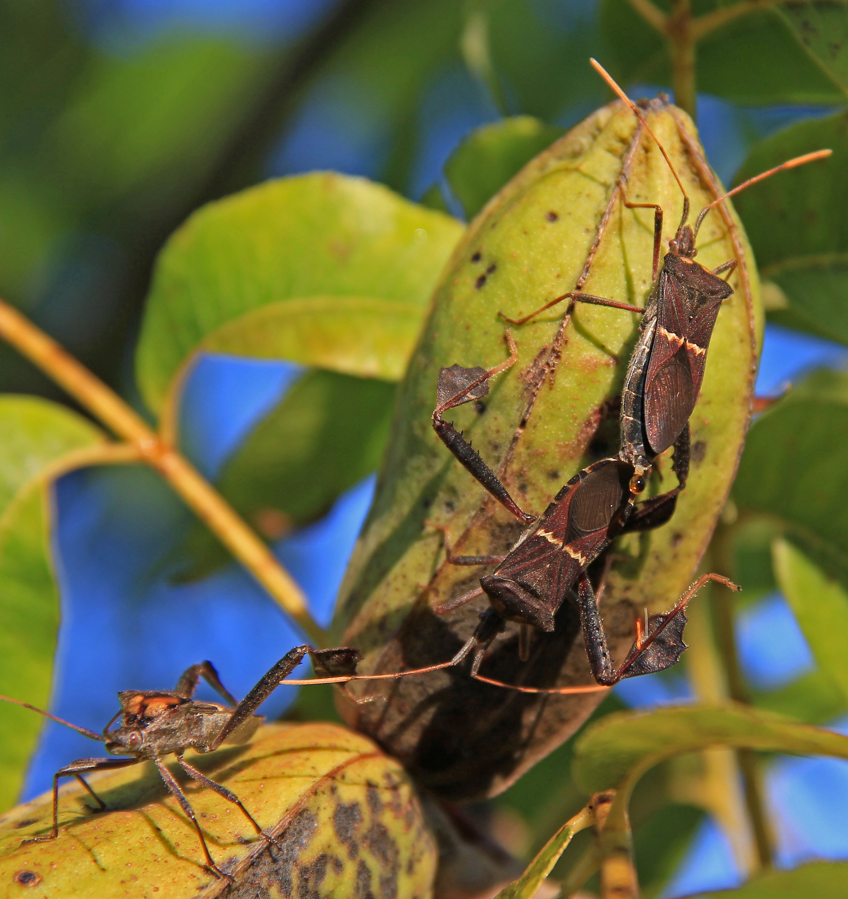 Pecan nuts, leaf-footed bugs