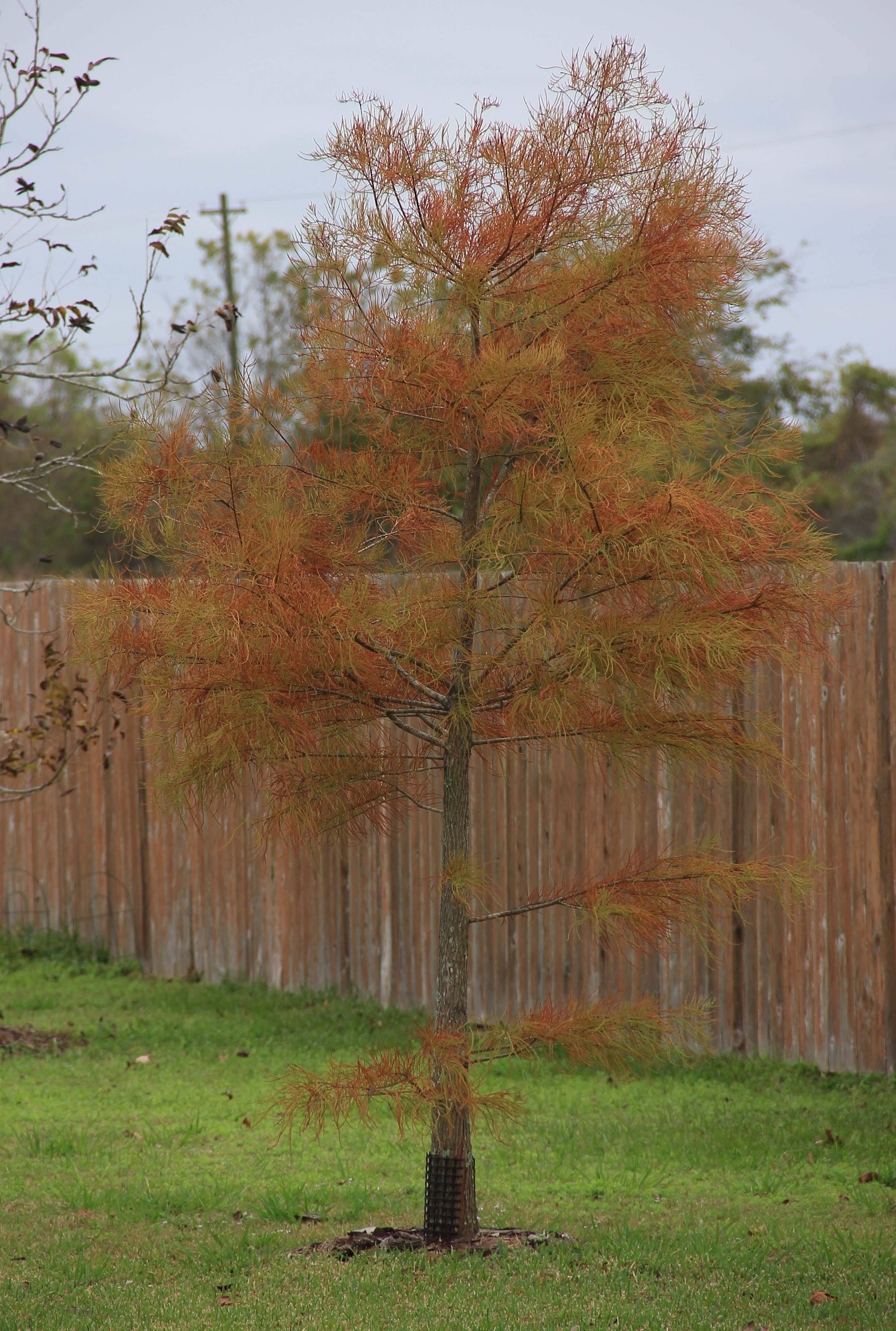 Pond Cypress, autumn color