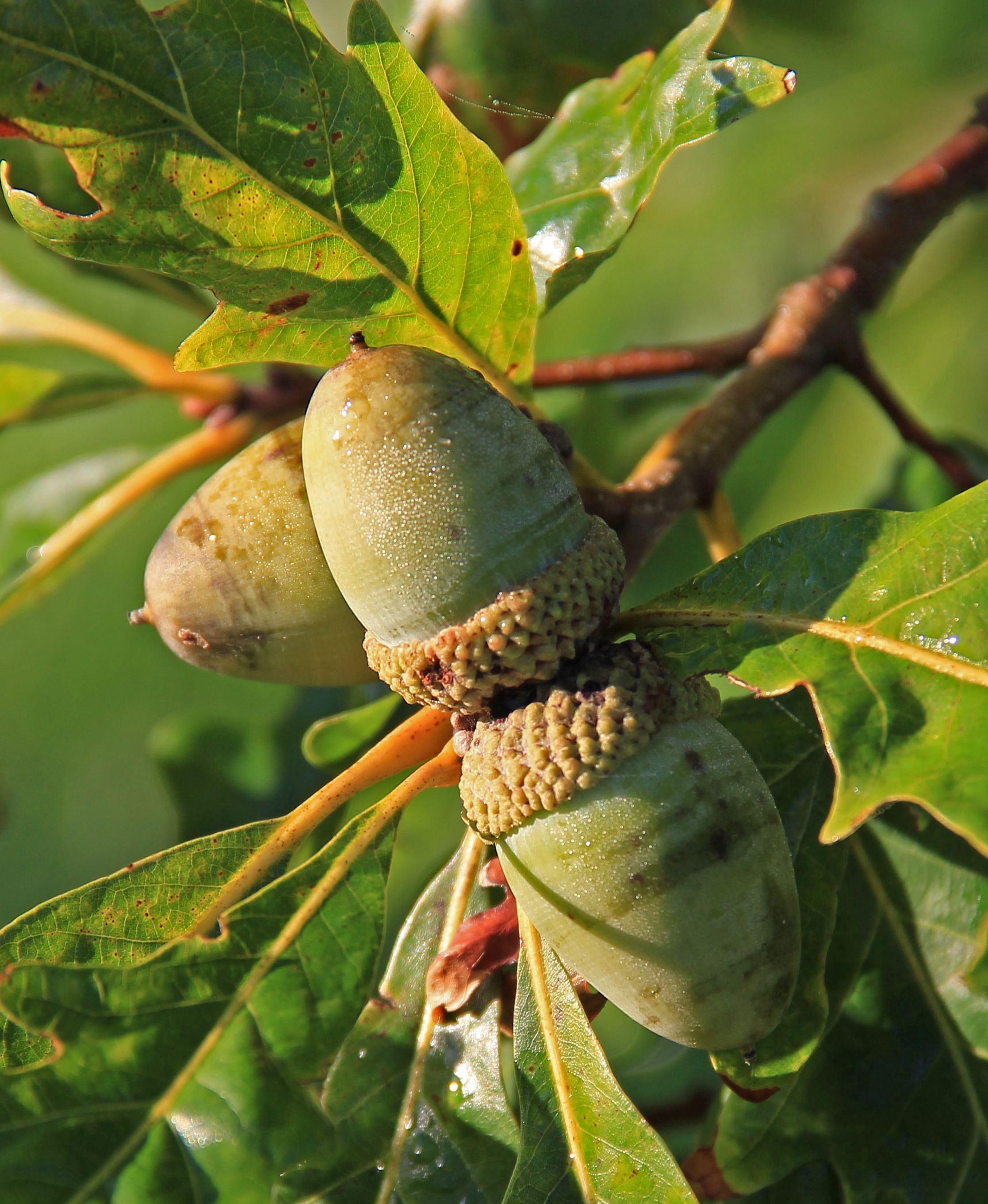 White Oak, acorn