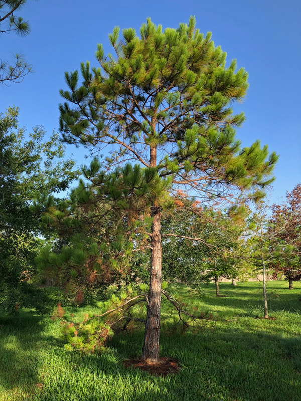 loblolly pine tree