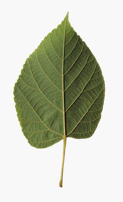 trees leaf guide of south carolina